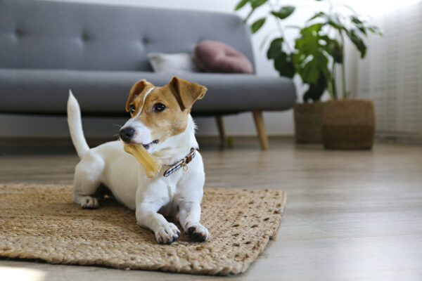 「ペットのいるご家庭」に教えたい家づくり②　犬の写真